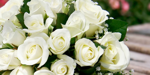 50 Gambar Mawar Putih Yang Cantik - Explore IT