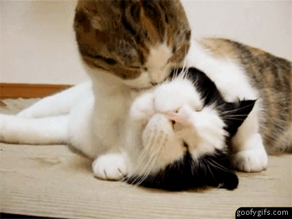 Funny Animals Kissing Pictures 2011