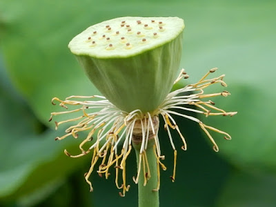 荷花的花托及雄蕊