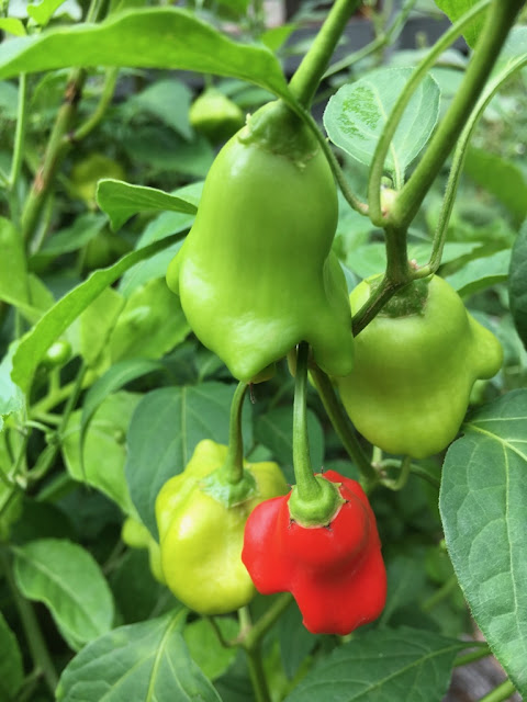 Perennial Bell Capsicum