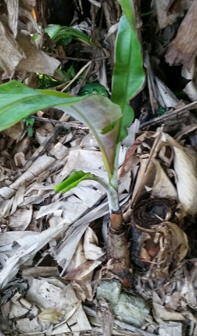 Pisang Kidang Ciri Ciri Harga Pohon Serta Nama Lain 