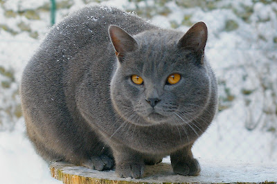 Gambar Kucing Chartreux