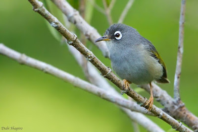 Mauritius olive white eye