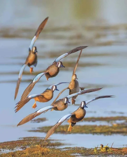 BIRD WATCHING TRIP | Fayoum’s bird watching experience