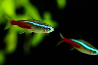 Neon Tetra Fish Care Guide