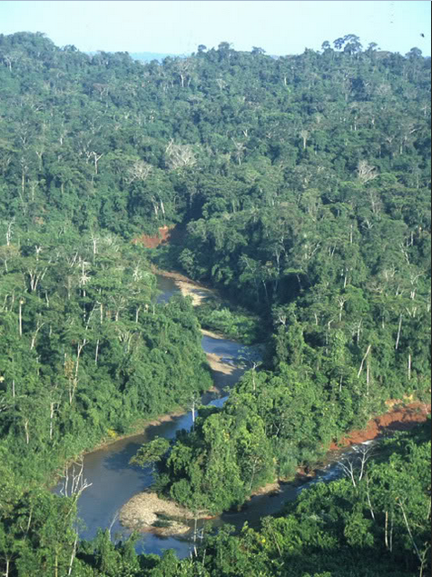 Pemandangan hutan Amozon di Peru, Brazil