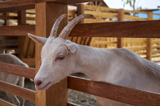 CARA TERNAK KAMBING UNTUK PEMULA SUPAYA MENGUNTUNGKAN