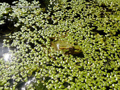 Rana común (Pelophylax perezi)