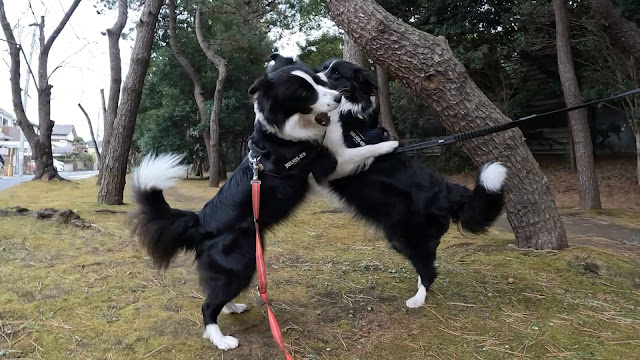 保護犬 ボーダーコリー トーマ