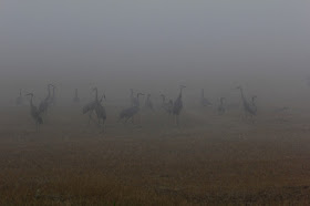 sandhill cranes in fog