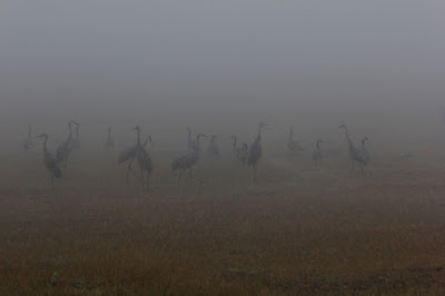 sandhill cranes in fog