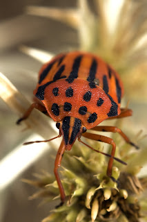 Para ampliar Graphosoma semipunctatum (Fabricius, 1775) Chinche punteada hacer clic