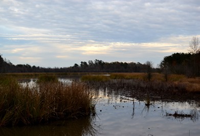 Pine Island Unit