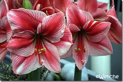 Hippeastrum-Gervase