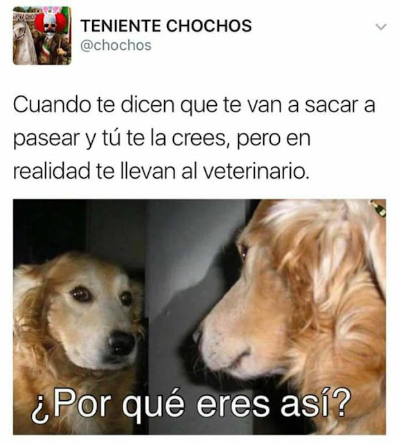 Pero te llevan al veterinario