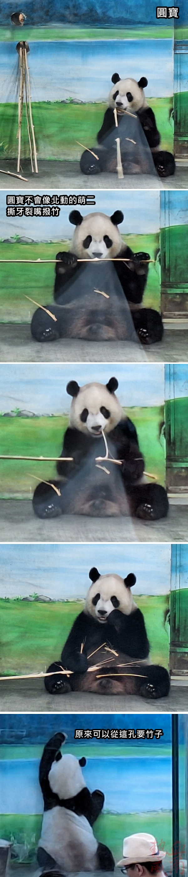 台北木柵動物園｜大熊貓｜團團圓圓