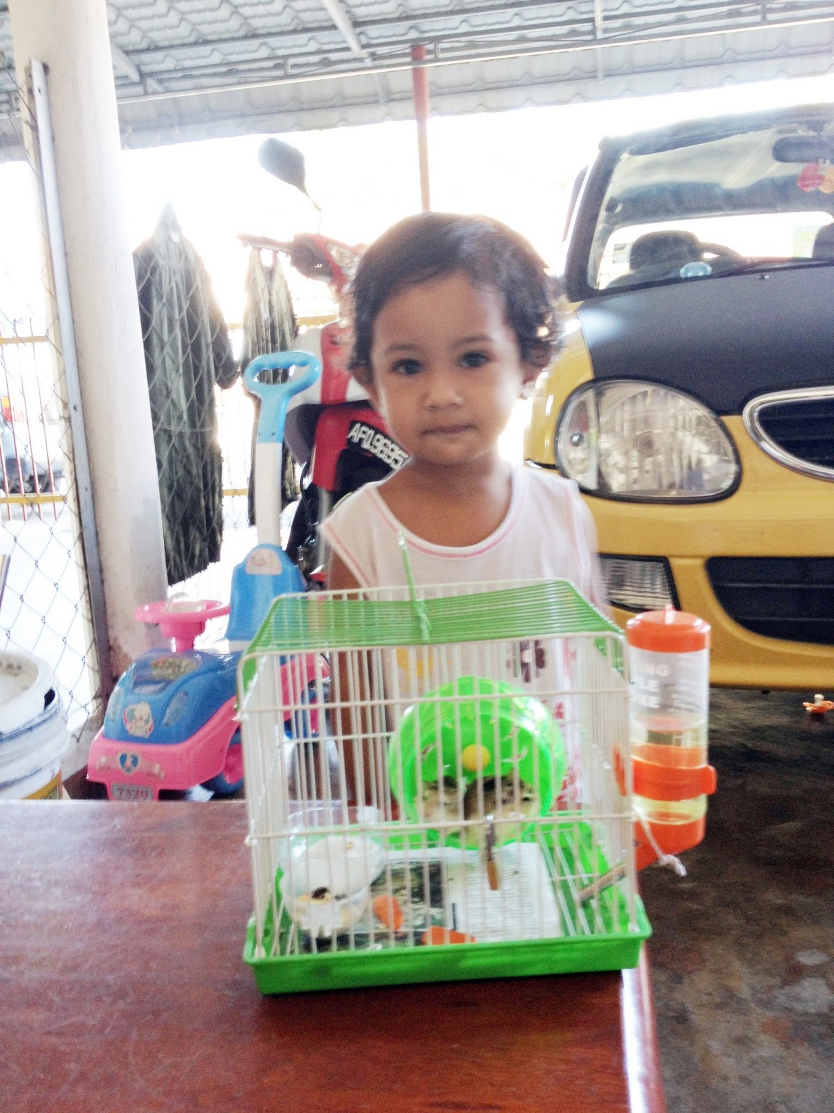 Manik suci: hamster-hamster aina farhana