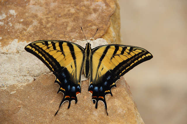 Two-tailed Swallowtail