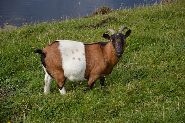 Cara Mengolah Daging Kambing