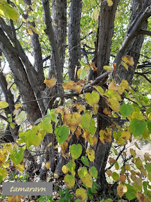 Липа амурская (Tilia amurensis)