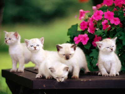 fotos de gatitos blancos 