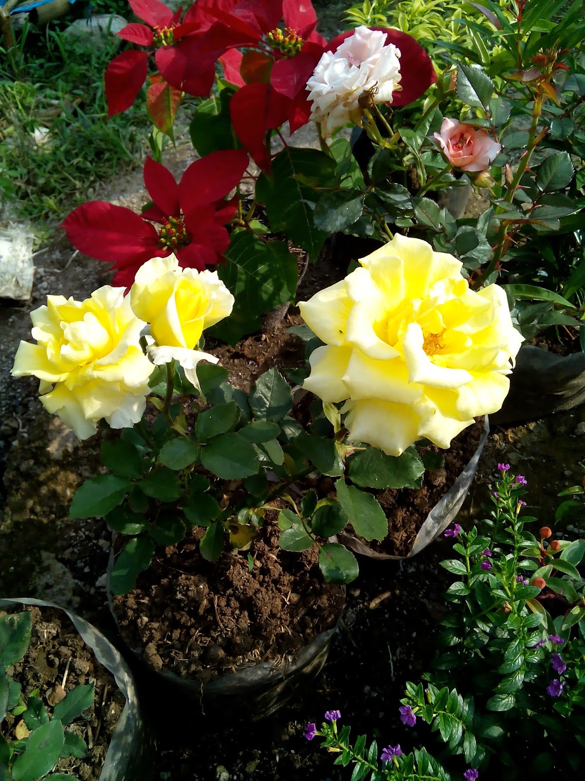 Abkan Foto Bunga  Mawar  Kuning Muda 