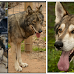 F1, F2, F3, and F4 Wolf Dog Filial Generations