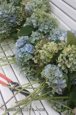 hydrangeas