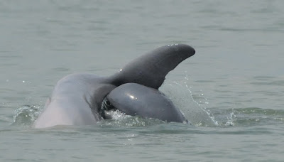 Irrawaddy Dolphin (Orcaella brevirostris)