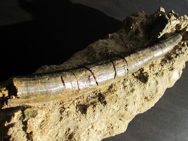 fossils tusk mammoth 