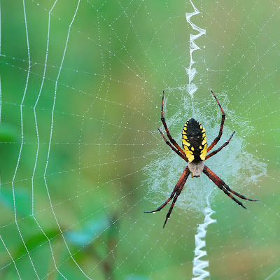 gambar laba-laba, spider wallpaper