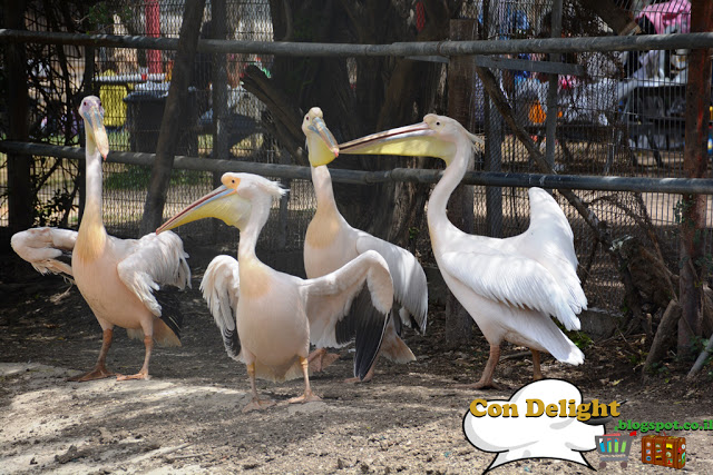 pelican at havas farm