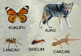 Kumpulan Nama  Nama  Hewan  Dalam Bahasa  Sunda 