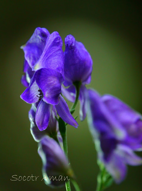 Aconitum japonicum