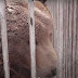 Vídeo: Animais de zoológico particular são mortos pelo fogo cruzado em Mariupol; veja