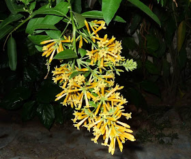 Yellow Cestrum Blooms