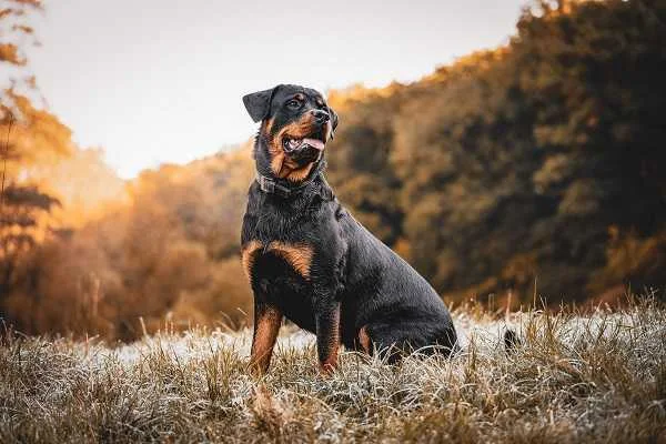 Rottweiler Köpek Irkı Nedir? Hakkında Bilmeniz Gerekenler