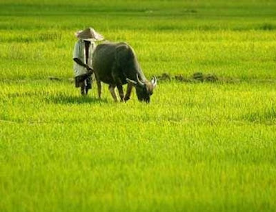 Satu satu nya Kabupaten yang Menolak Beras Raskin