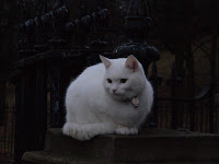 kelvingrove cat, scotland copyright kerry dexter