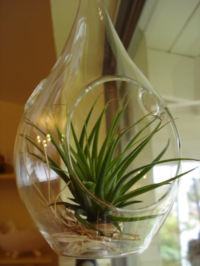 Tillandsia chillaxing on raffia nest