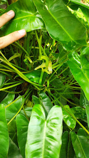 philodendron burle marx