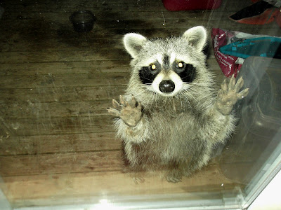 young raccoon at a window