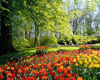 Spring nature flowers desktop wallpaper