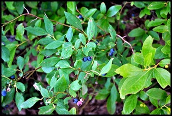 22 - Rock Garden Trail - our reward BLUEBERRIES