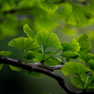 Ginkgo biloba