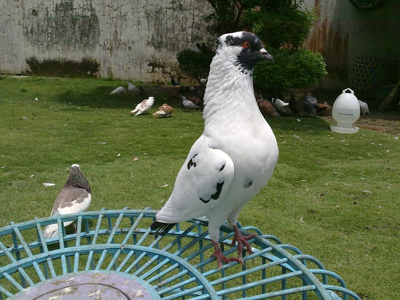 24+ Burung Dara Warna