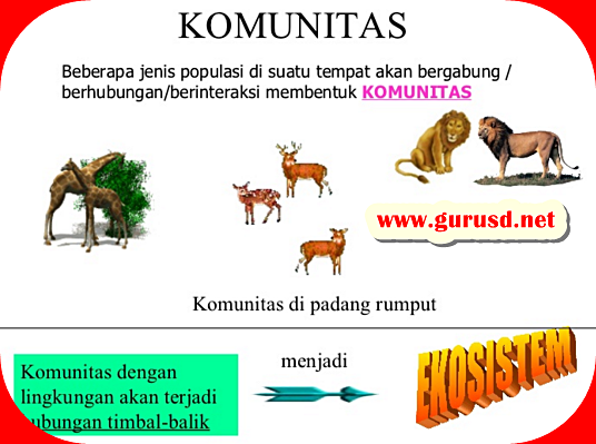 Arti Individu,Populasi, Komunitas Dan Ekosistem