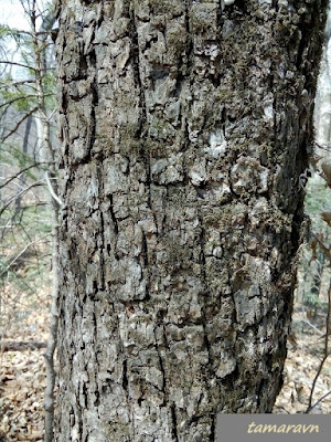 Липа амурская (Tilia amurensis)