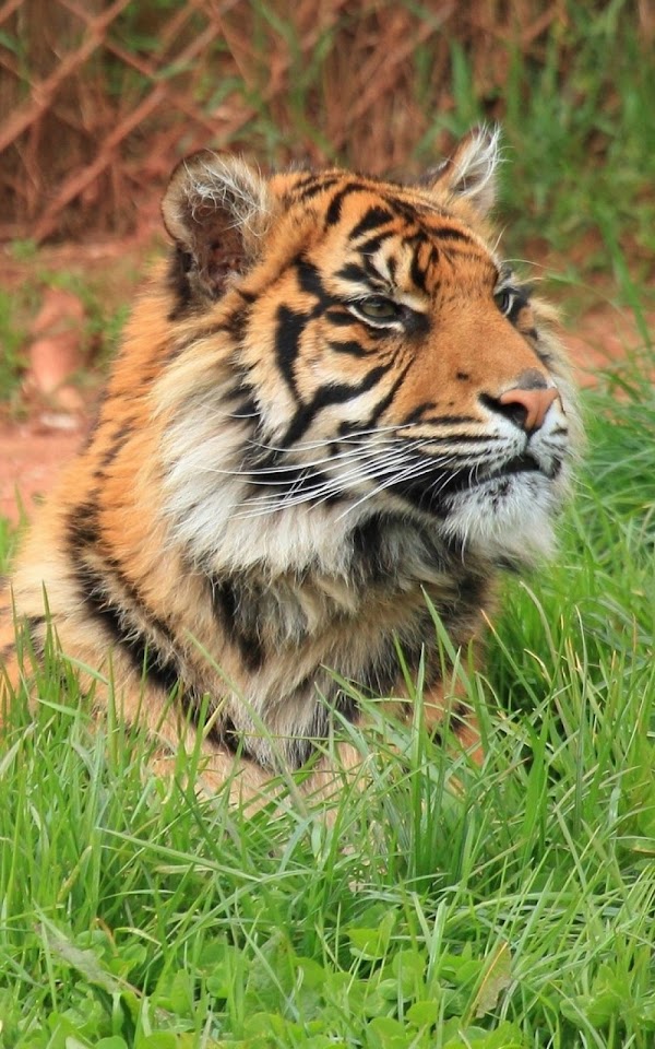Tiger Big Cat Wild Android Wallpaper
