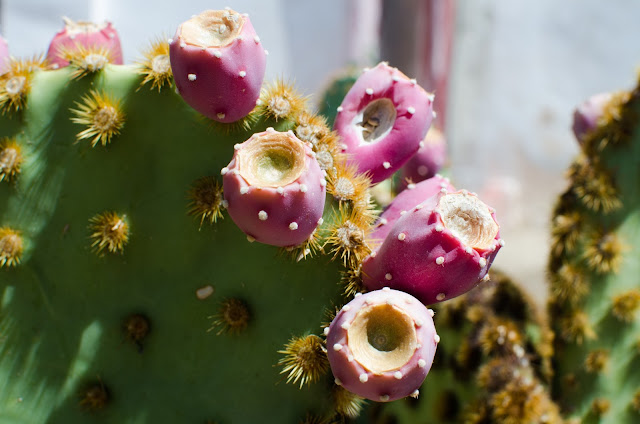 Tucson, Arizona